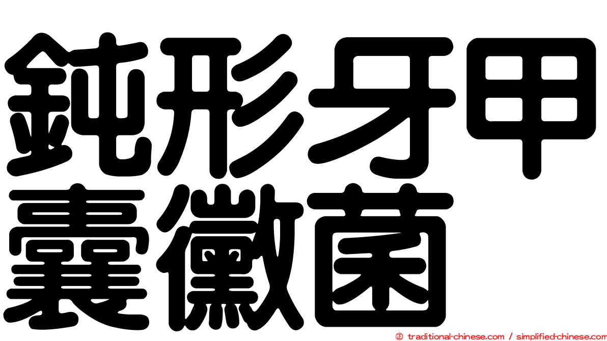 鈍形牙甲囊黴菌