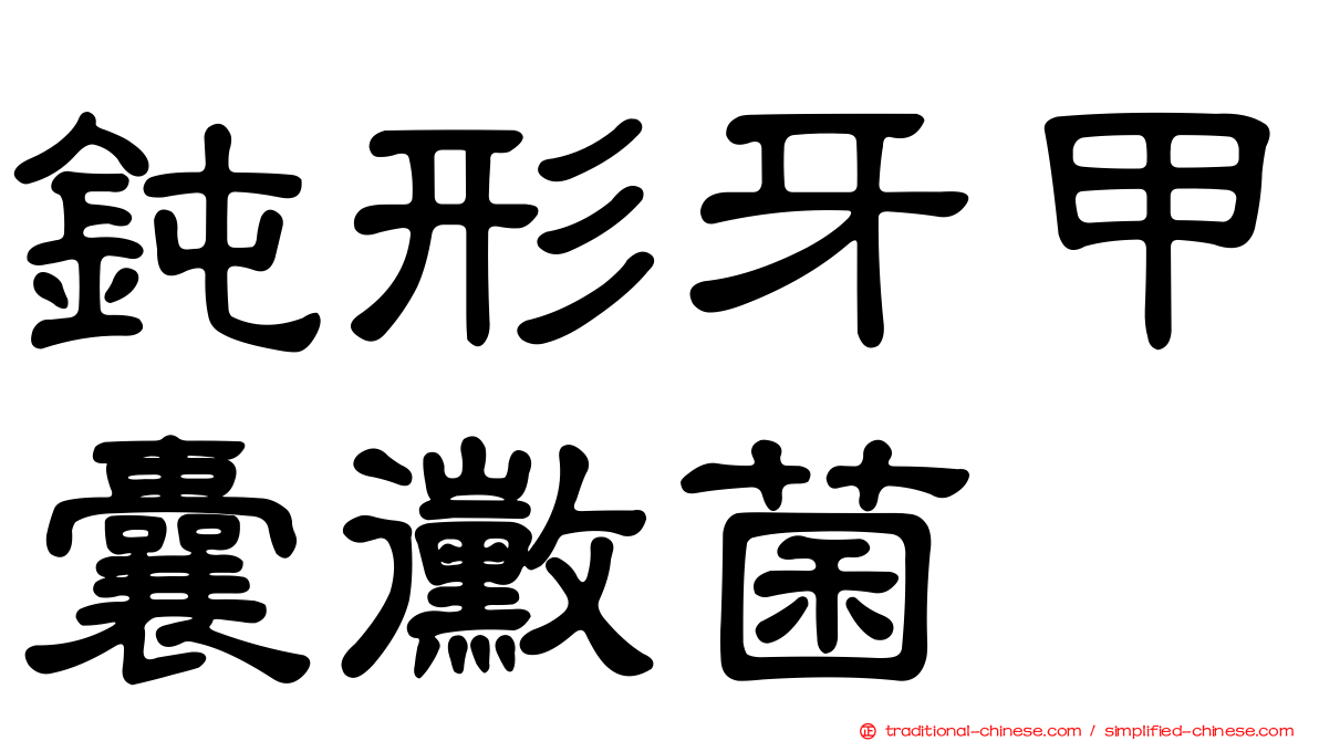 鈍形牙甲囊黴菌