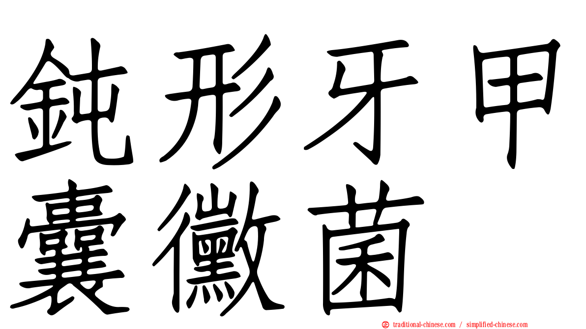 鈍形牙甲囊黴菌