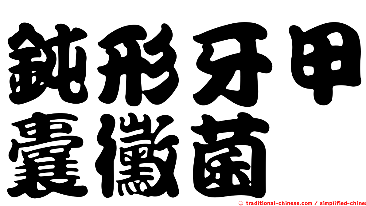 鈍形牙甲囊黴菌