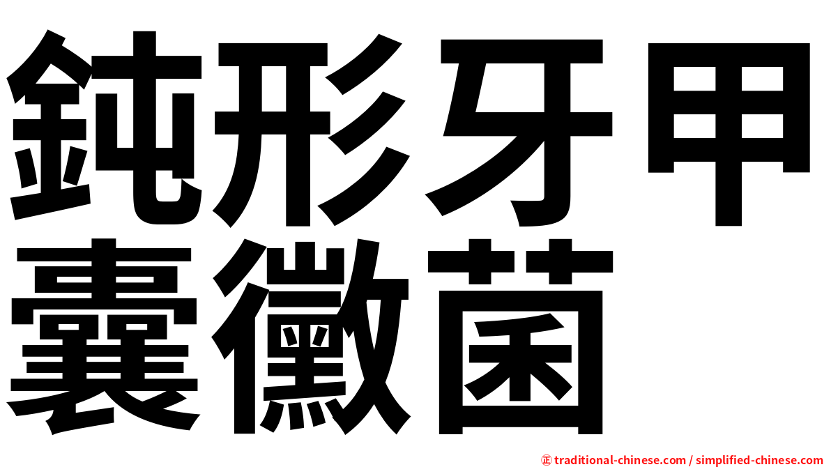 鈍形牙甲囊黴菌