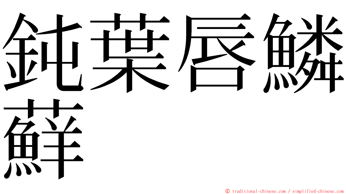 鈍葉唇鱗蘚 ming font