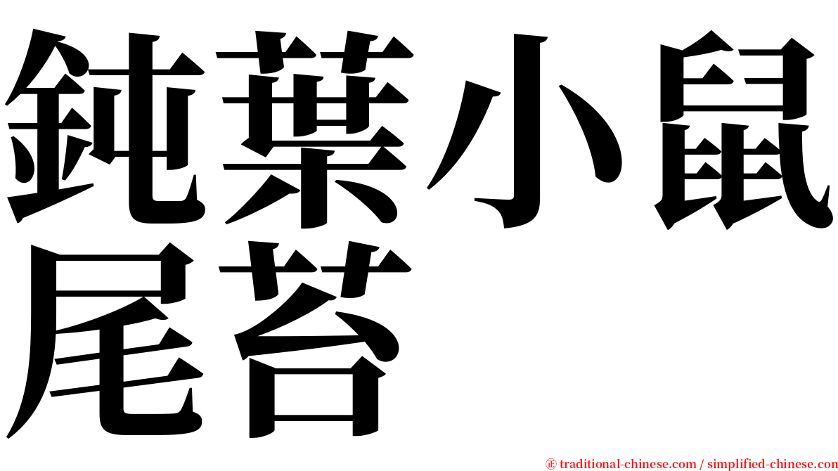 鈍葉小鼠尾苔 serif font