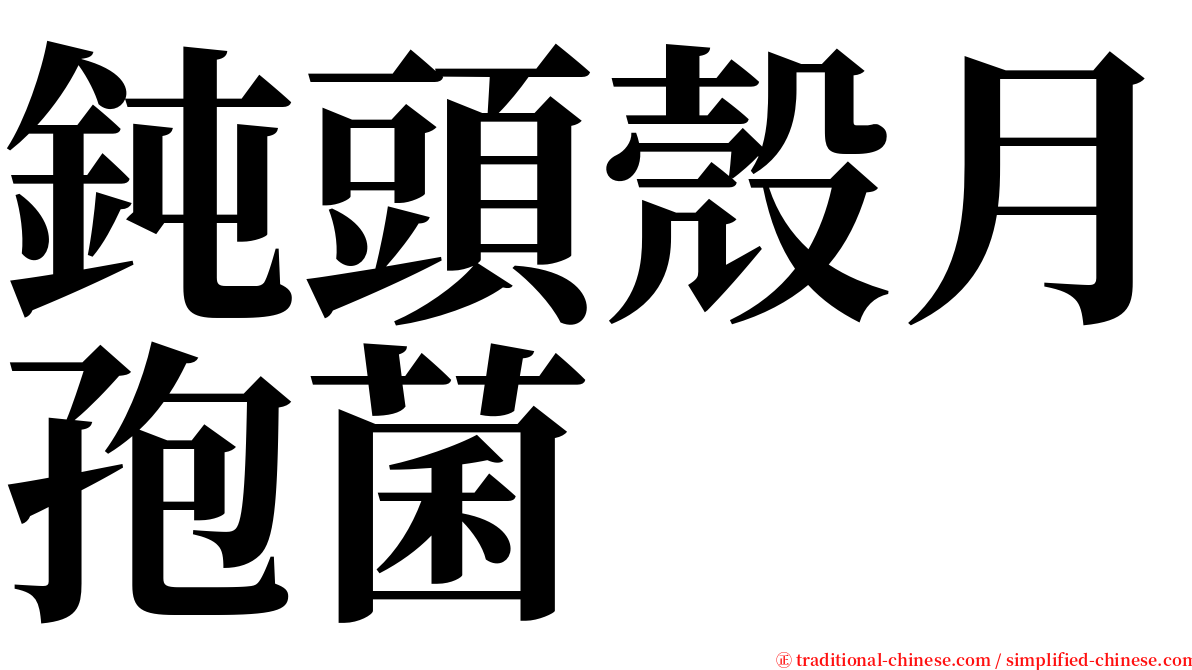 鈍頭殼月孢菌 serif font