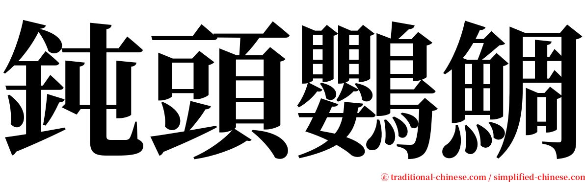 鈍頭鸚鯛 serif font