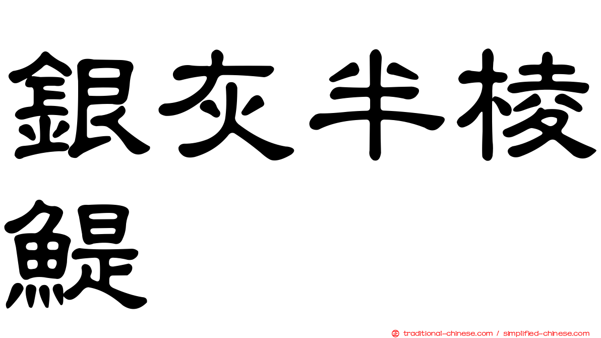 銀灰半棱鯷