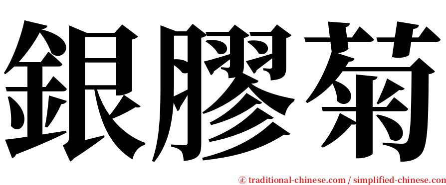 銀膠菊 serif font