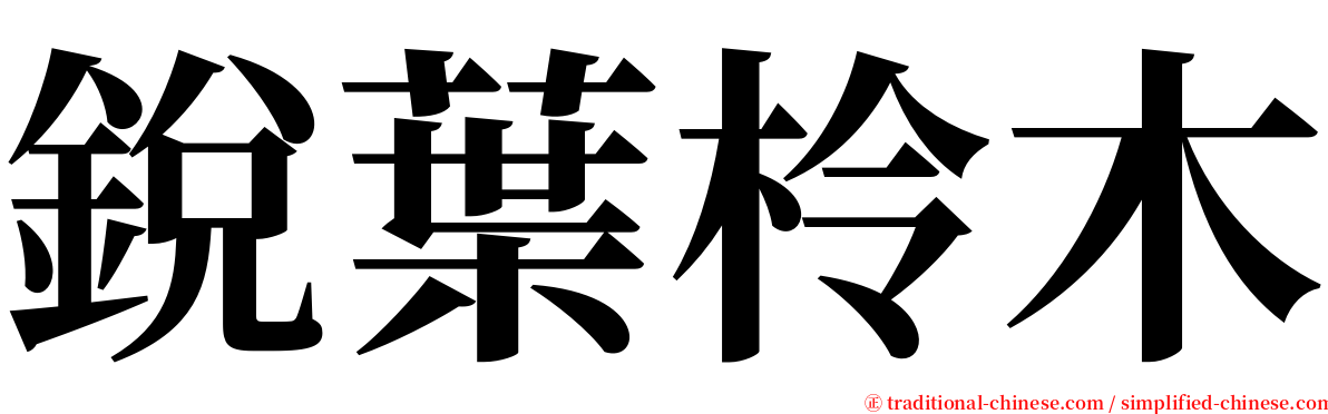 銳葉柃木 serif font