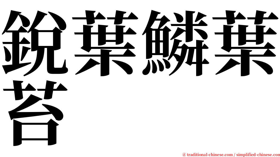 銳葉鱗葉苔 serif font