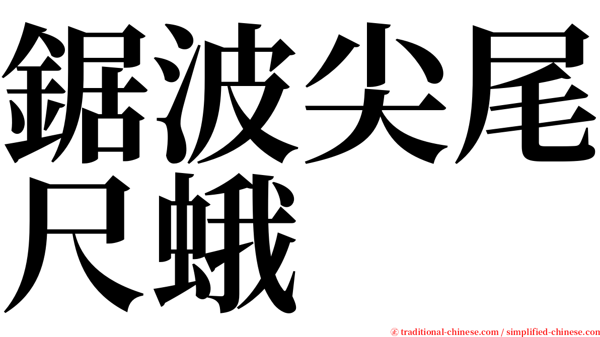 鋸波尖尾尺蛾 serif font