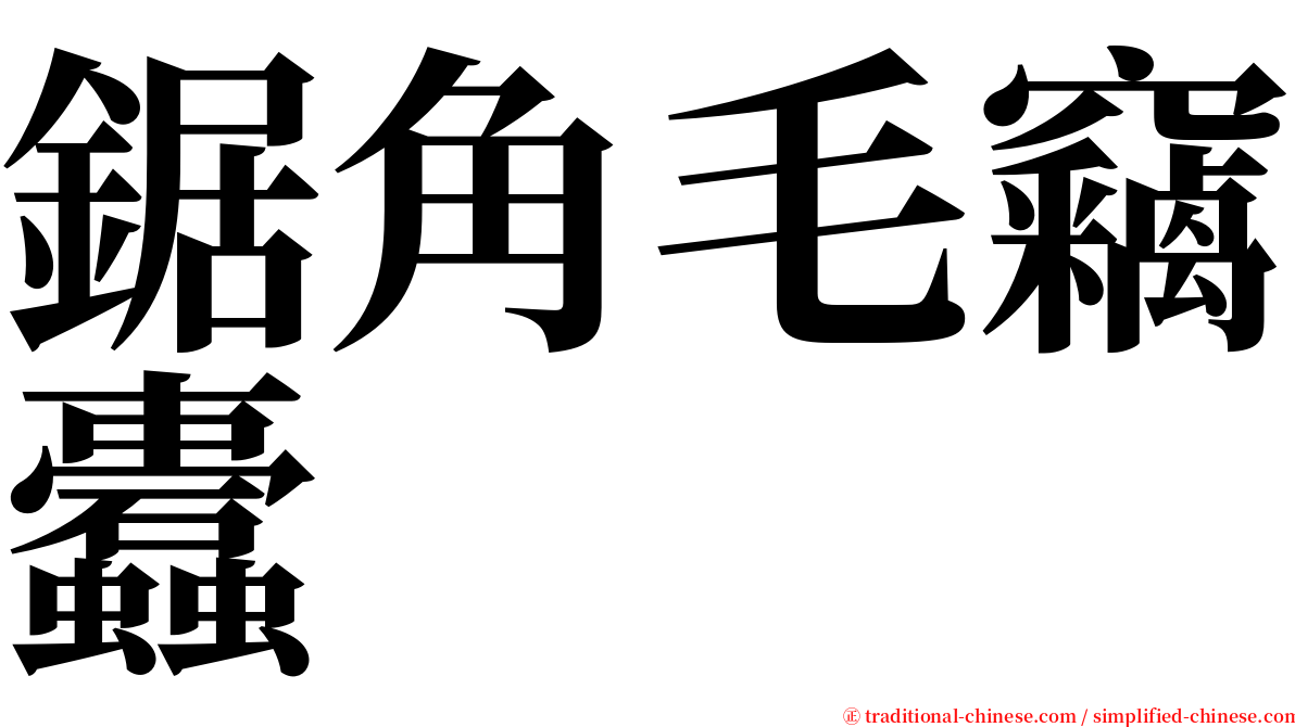 鋸角毛竊蠹 serif font