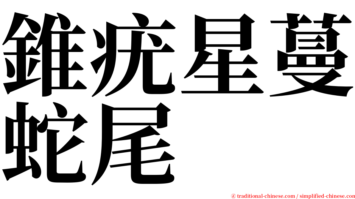 錐疣星蔓蛇尾 serif font