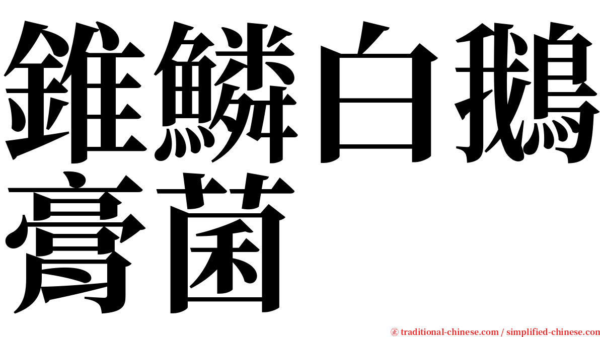 錐鱗白鵝膏菌 serif font