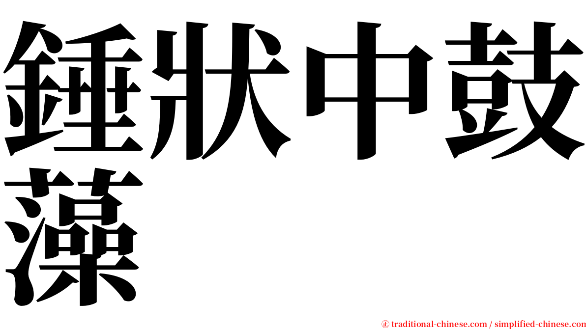 錘狀中鼓藻 serif font