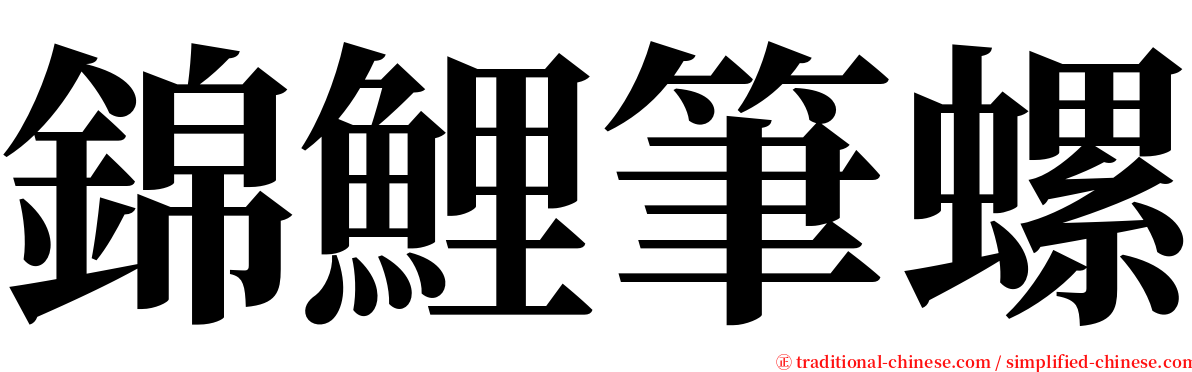 錦鯉筆螺 serif font