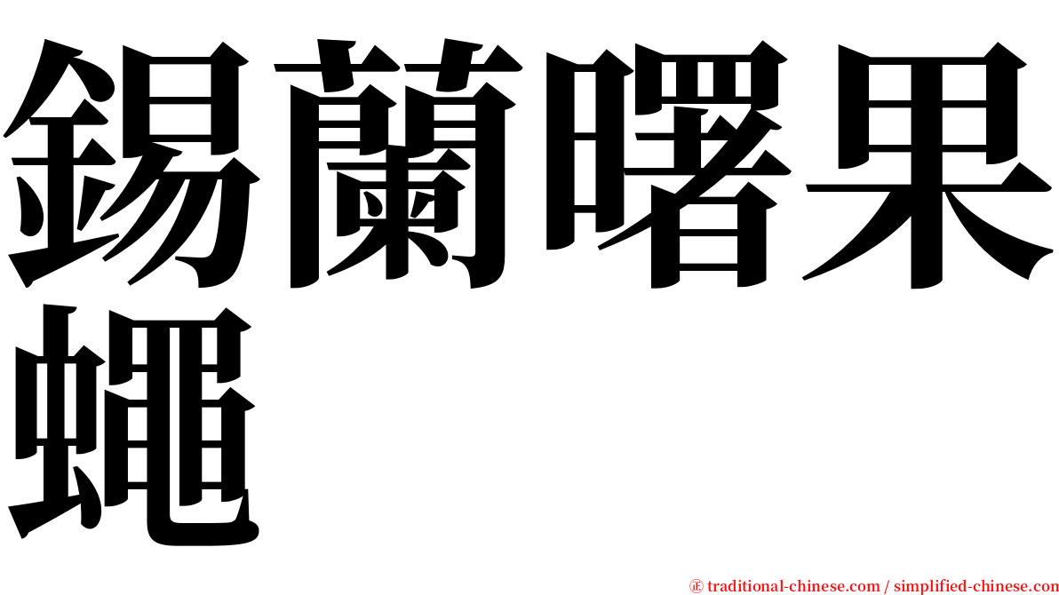 錫蘭曙果蠅 serif font