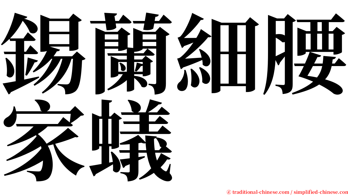 錫蘭細腰家蟻 serif font