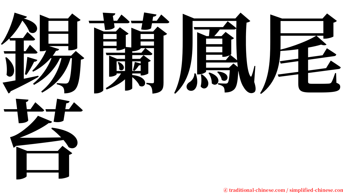 錫蘭鳳尾苔 serif font