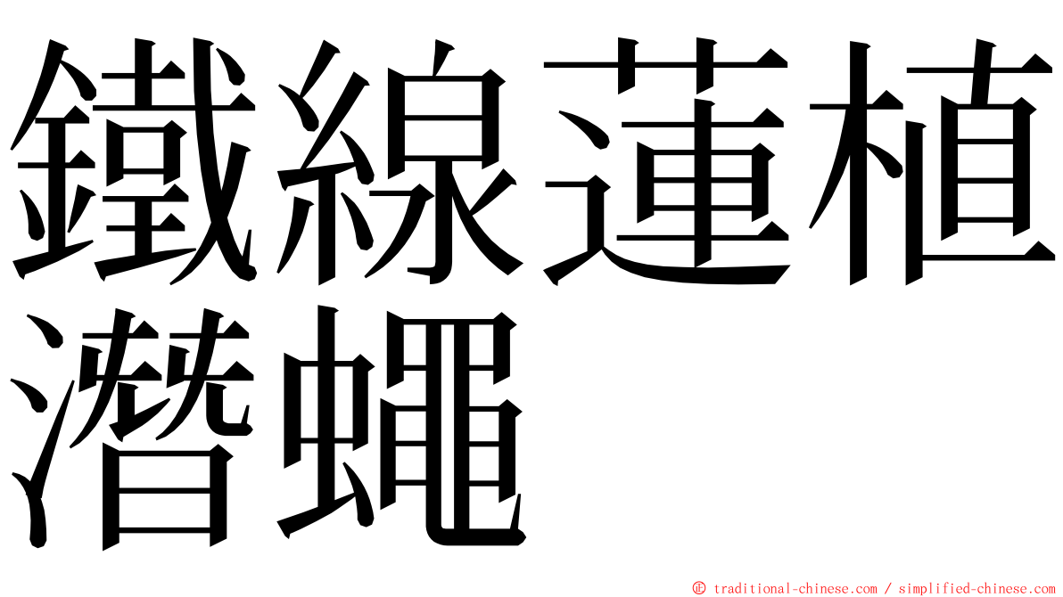 鐵線蓮植潛蠅 ming font