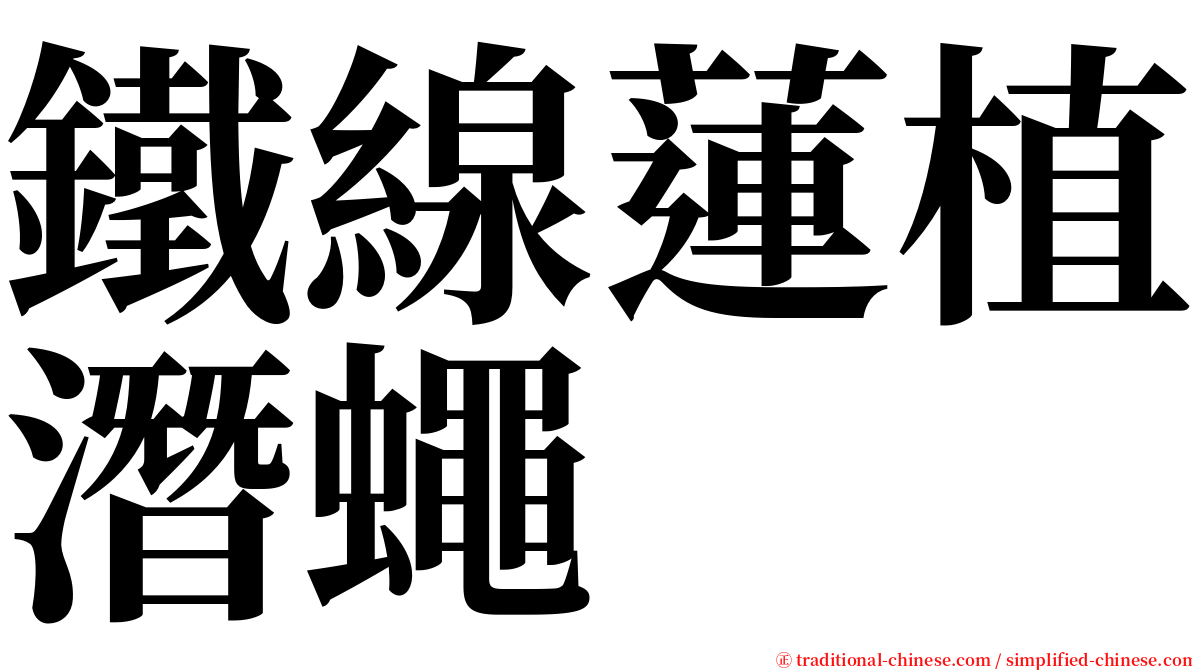 鐵線蓮植潛蠅 serif font