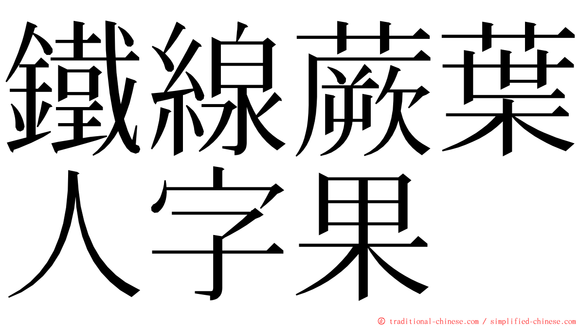 鐵線蕨葉人字果 ming font