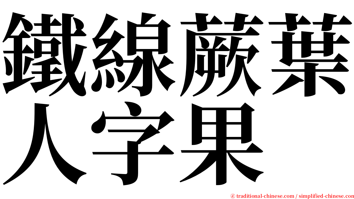 鐵線蕨葉人字果 serif font