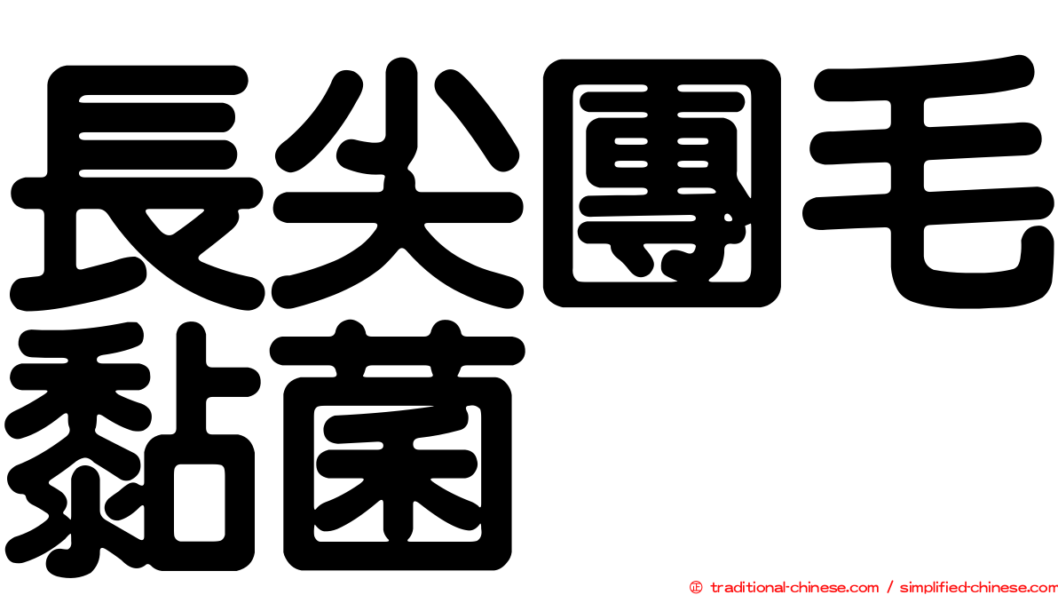 長尖團毛黏菌
