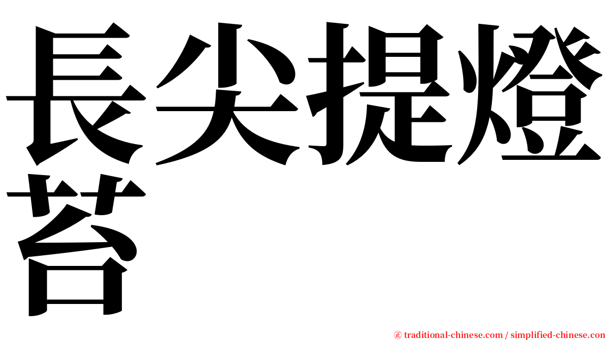 長尖提燈苔 serif font