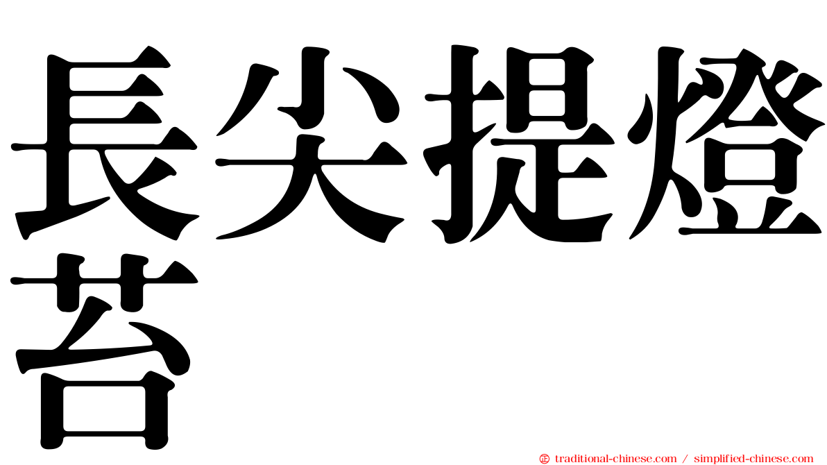 長尖提燈苔