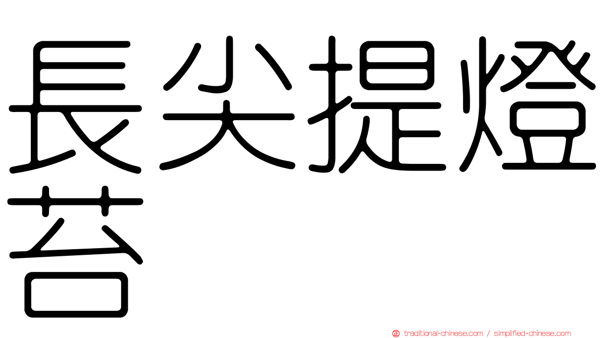 長尖提燈苔
