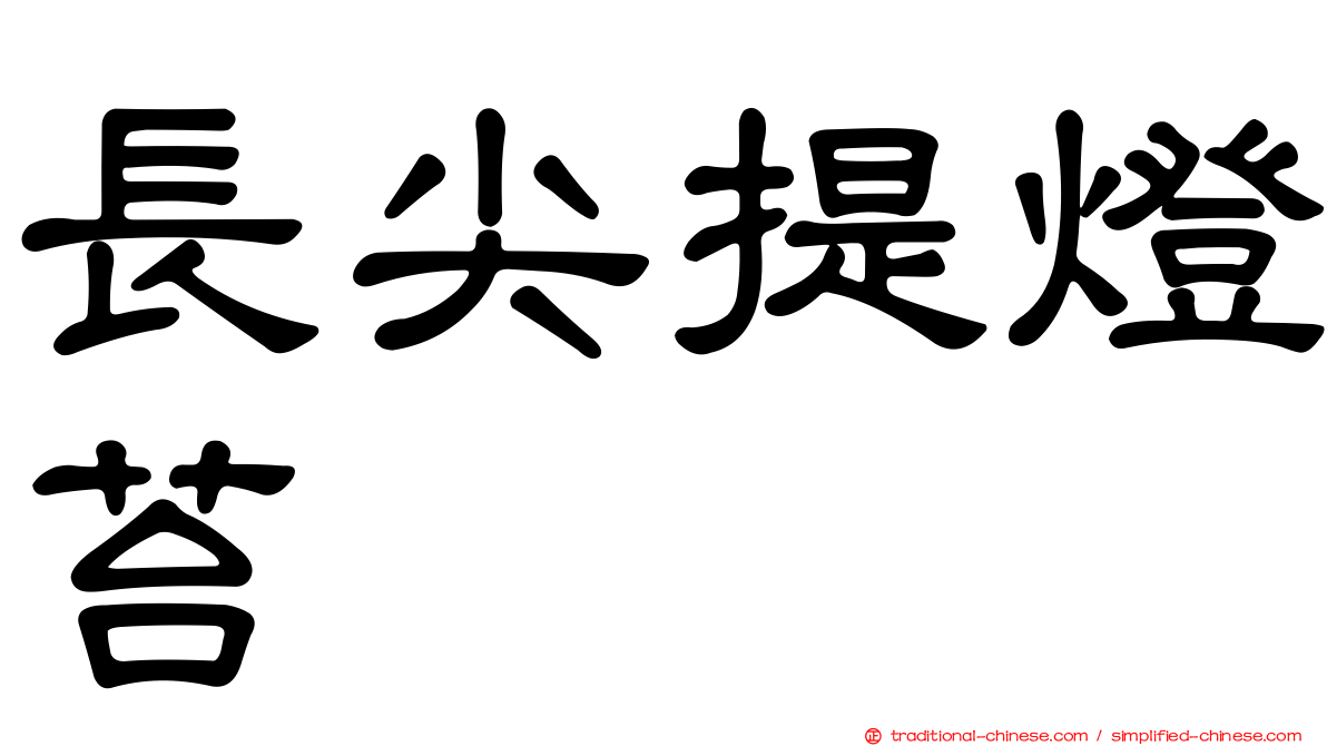 長尖提燈苔