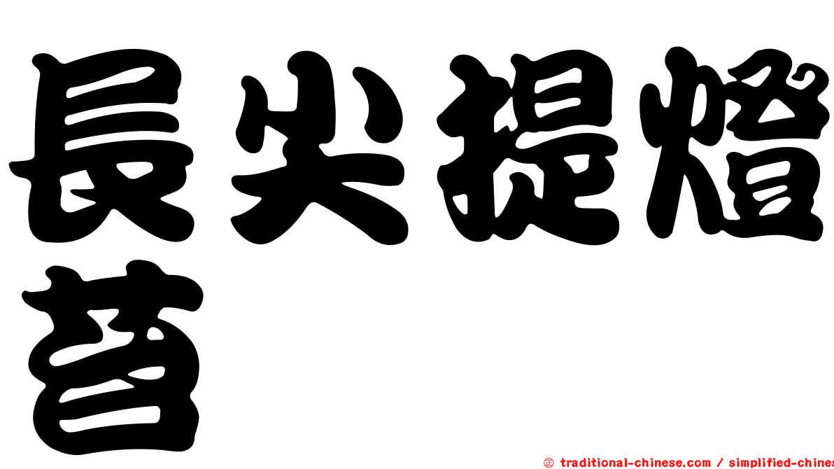 長尖提燈苔