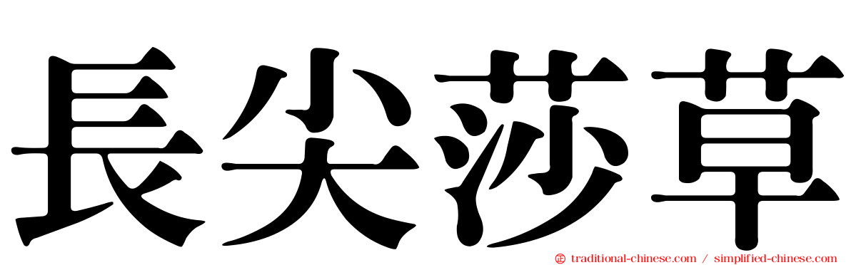 長尖莎草