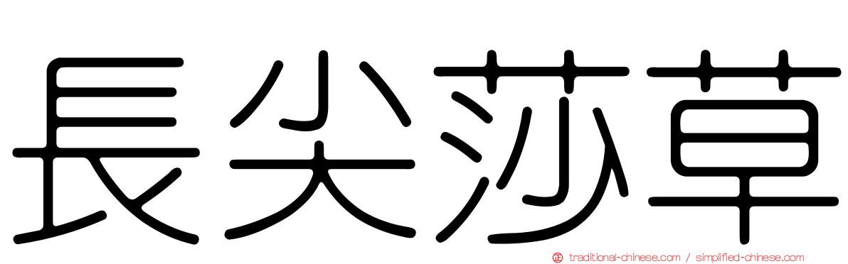 長尖莎草