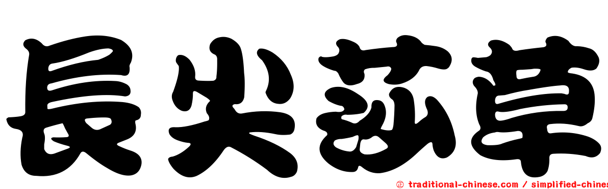 長尖莎草