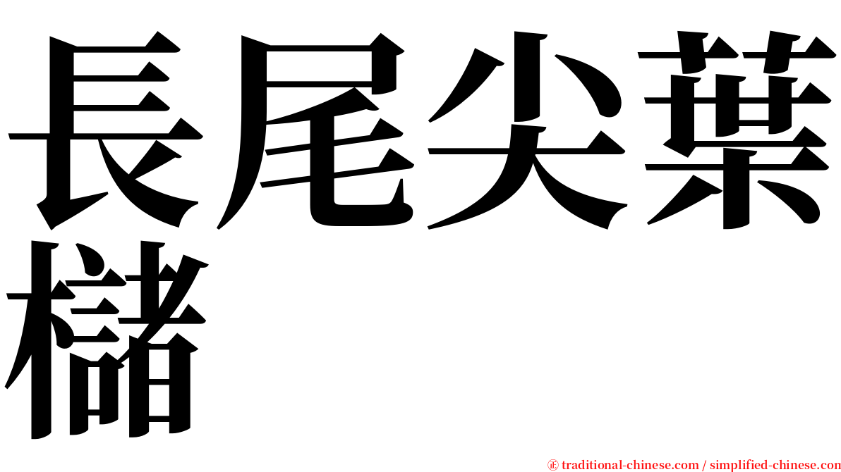 長尾尖葉櫧 serif font