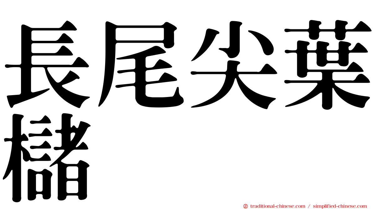 長尾尖葉櫧
