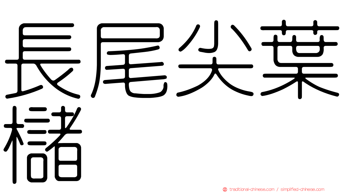 長尾尖葉櫧