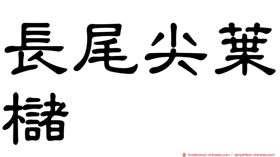 長尾尖葉櫧