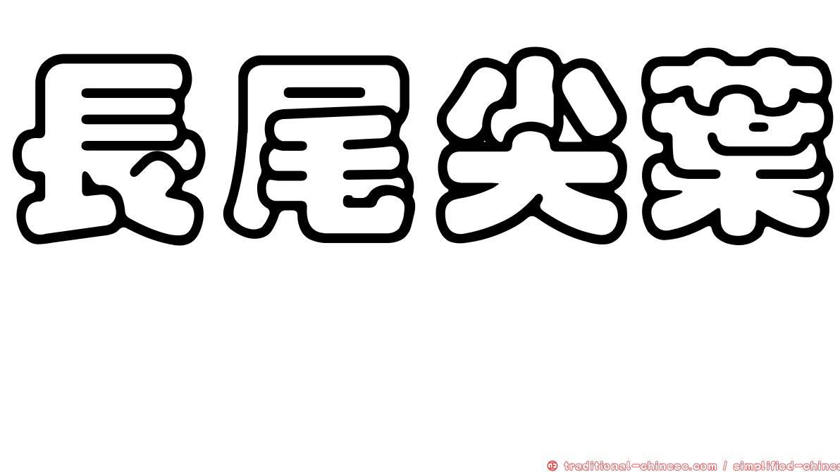 長尾尖葉櫧