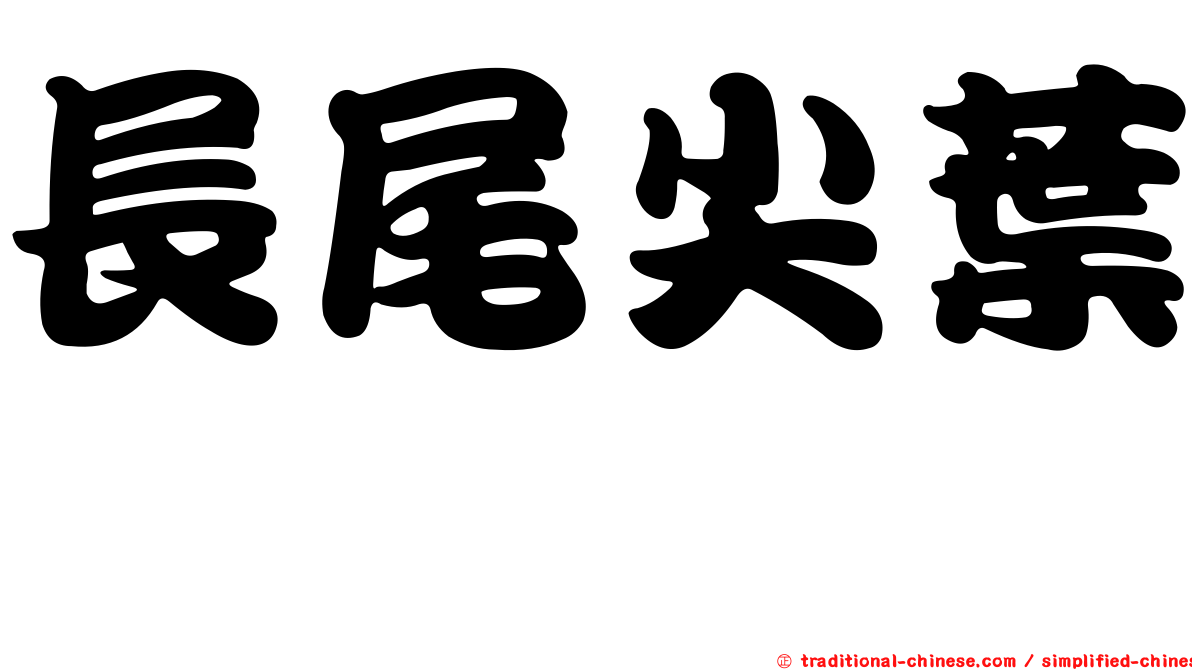 長尾尖葉櫧