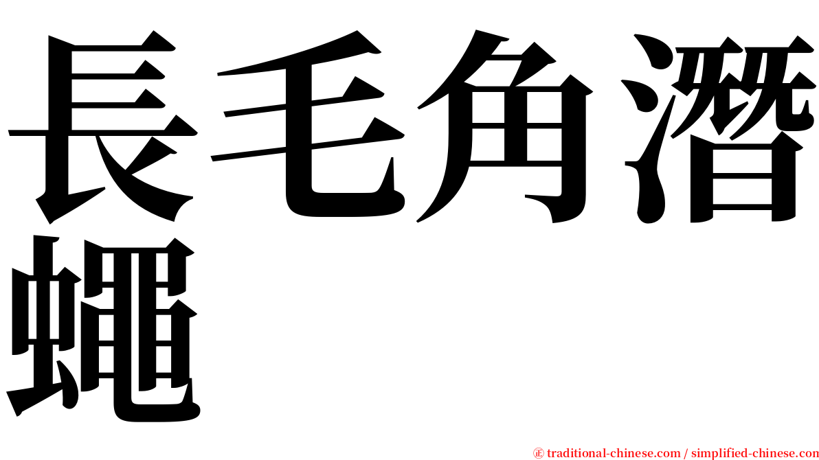 長毛角潛蠅 serif font