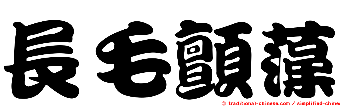 長毛顫藻