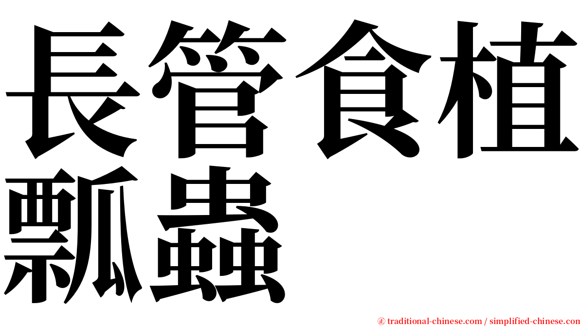 長管食植瓢蟲 serif font