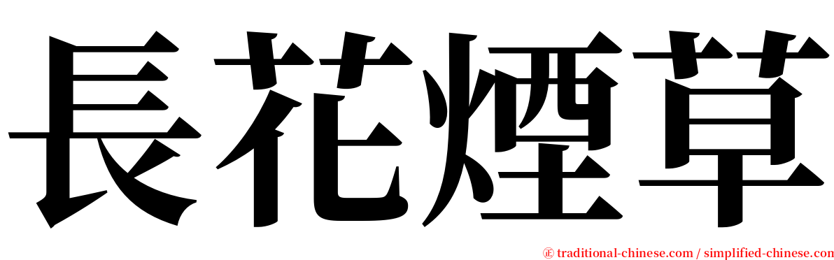 長花煙草 serif font