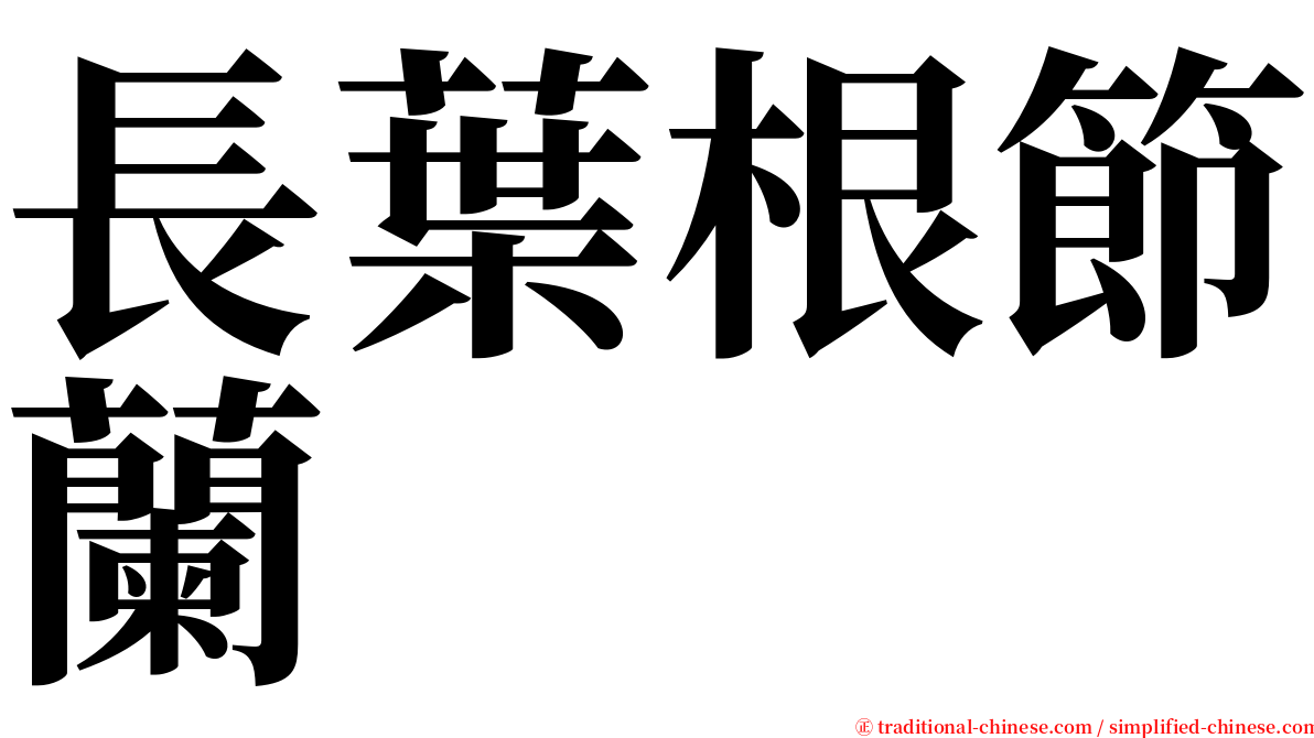 長葉根節蘭 serif font