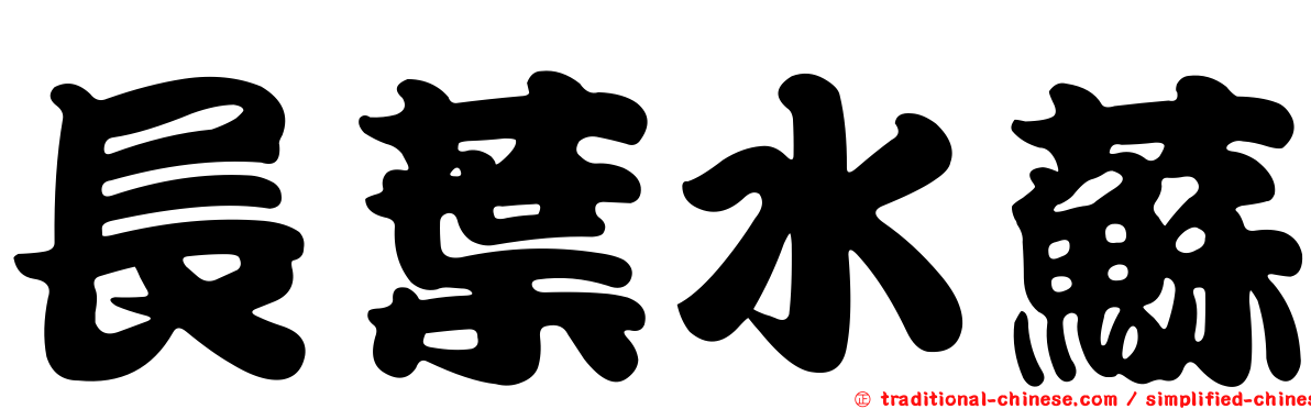 長葉水蘇