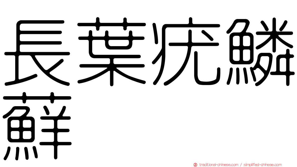長葉疣鱗蘚