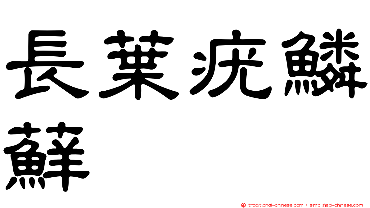 長葉疣鱗蘚