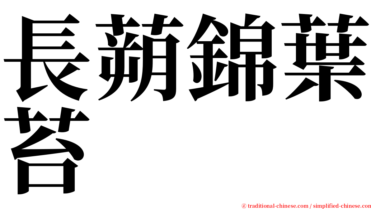 長蒴錦葉苔 serif font